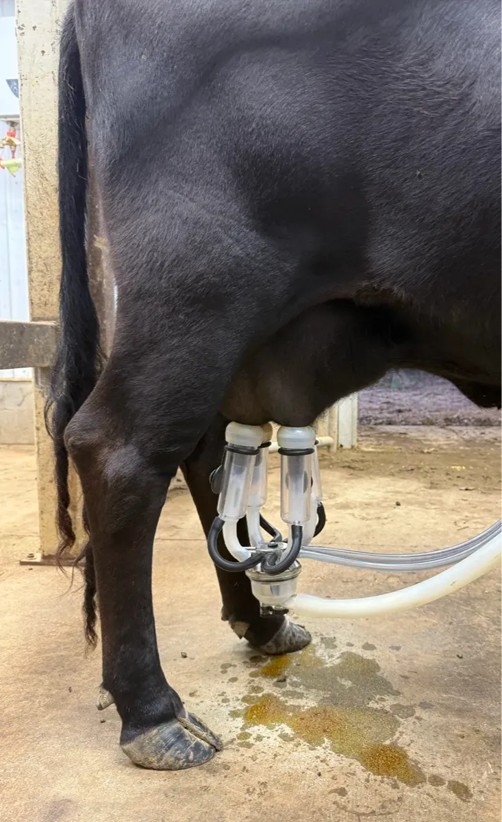 Dexter cow being milked in the stanchion with a claw and inflations at Mountain Heritage Farm, part of daily lactation data tracking.