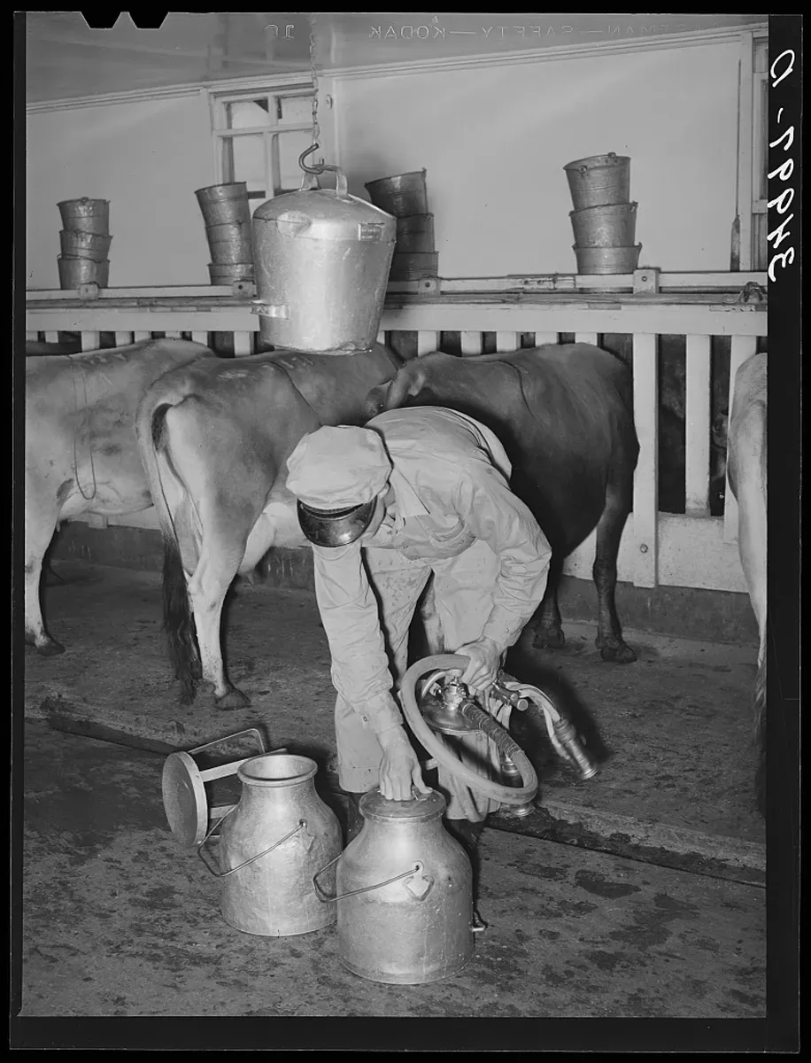 Historic dairyman transferring milk into measuring cans, illustrating volume measurement as a traditional method