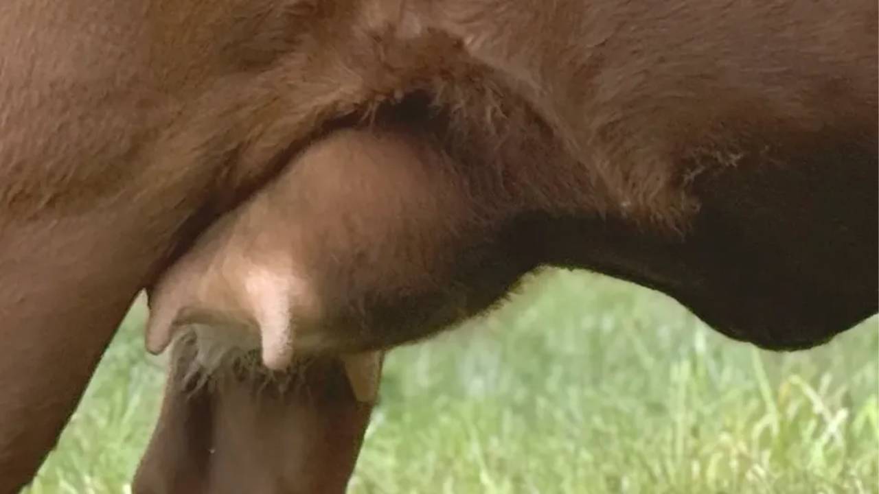 Dexter cow udder side view showing fore udder attachment and teat placement
