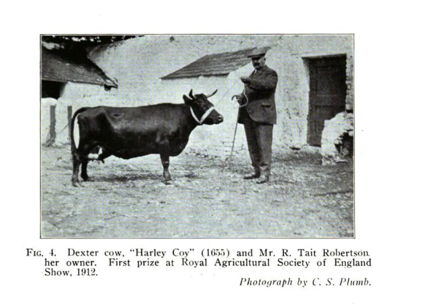 Photograph from The American Kerry and Dexter Cattle Herd Book, Vol. 3 (1918–1919), showing a Dexter cow named “Harley Coy” (No. 1655) with her owner, R. Tait Robertson. The pair earned first prize at the Royal Agricultural Society of England Show in 1912. Photograph by C. S. Plumb.