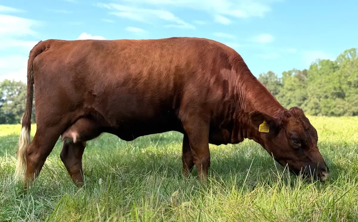 Dexter dairy cow grazing in pasture during lactation, illustrating energy demand and body condition management