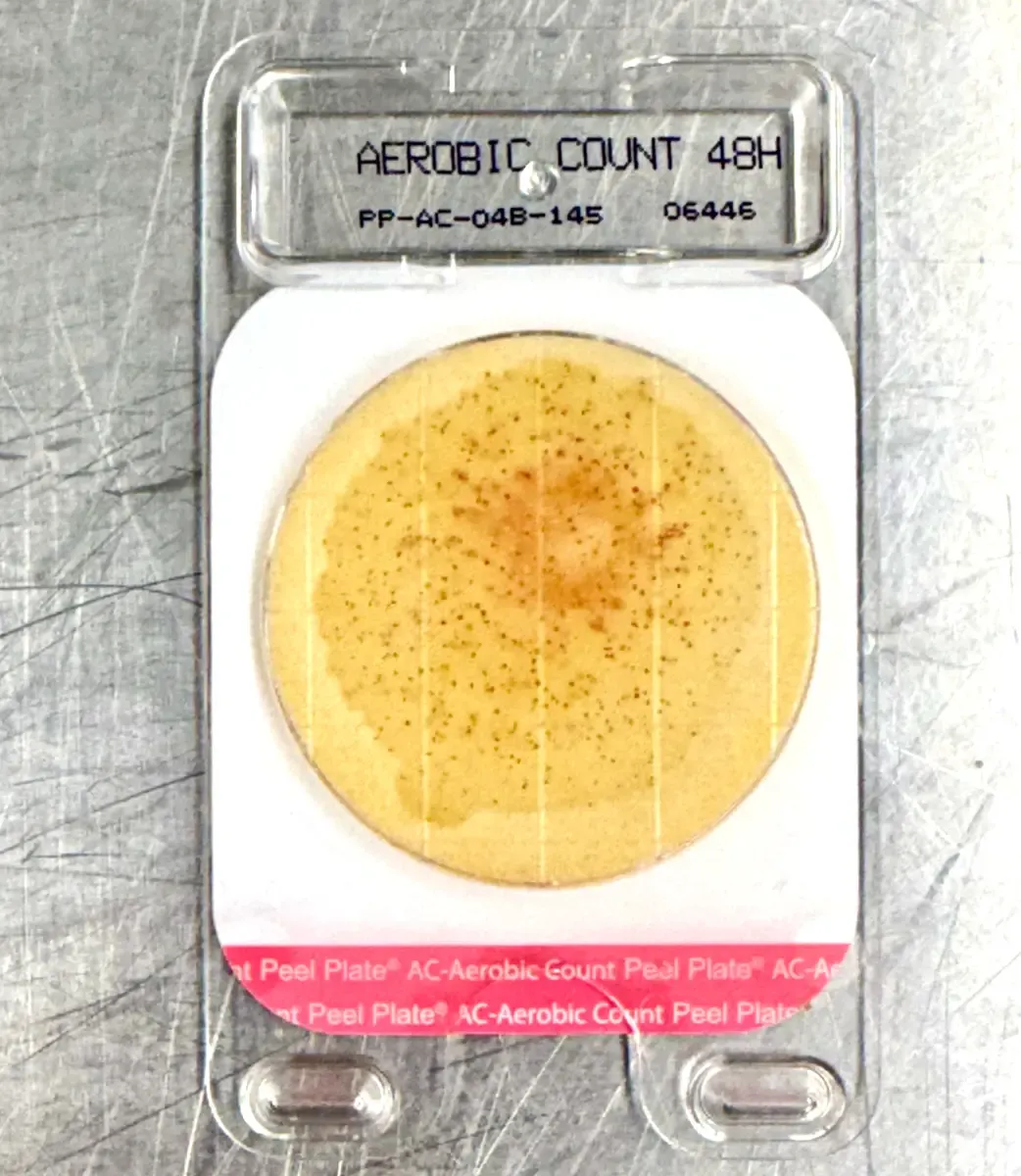 Aerobic Count 48-hour Petrifilm plate showing bacterial colony growth from a raw milk sample used for Standard Plate Count testing at Mountain Heritage Farm.