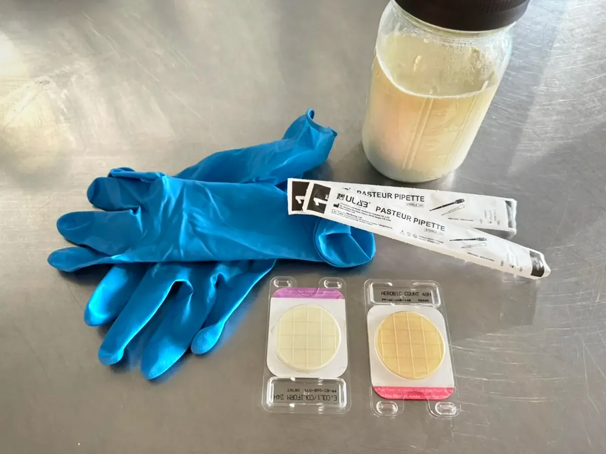 Sterile blue nitrile gloves, milk sample in a jar, and Petrifilm bacterial test plates on a stainless steel surface for on-farm raw milk testing at Mountain Heritage Farm.