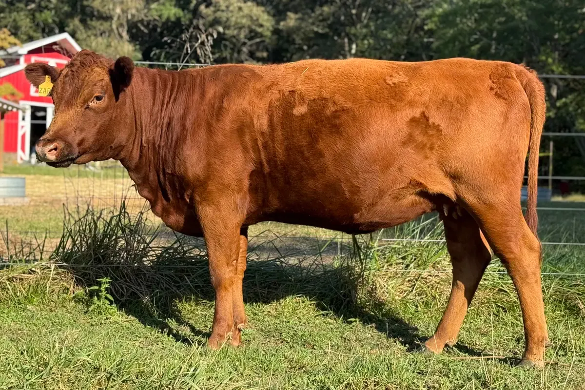 Mature Dexter cow topline showing even structure after calf growth phase