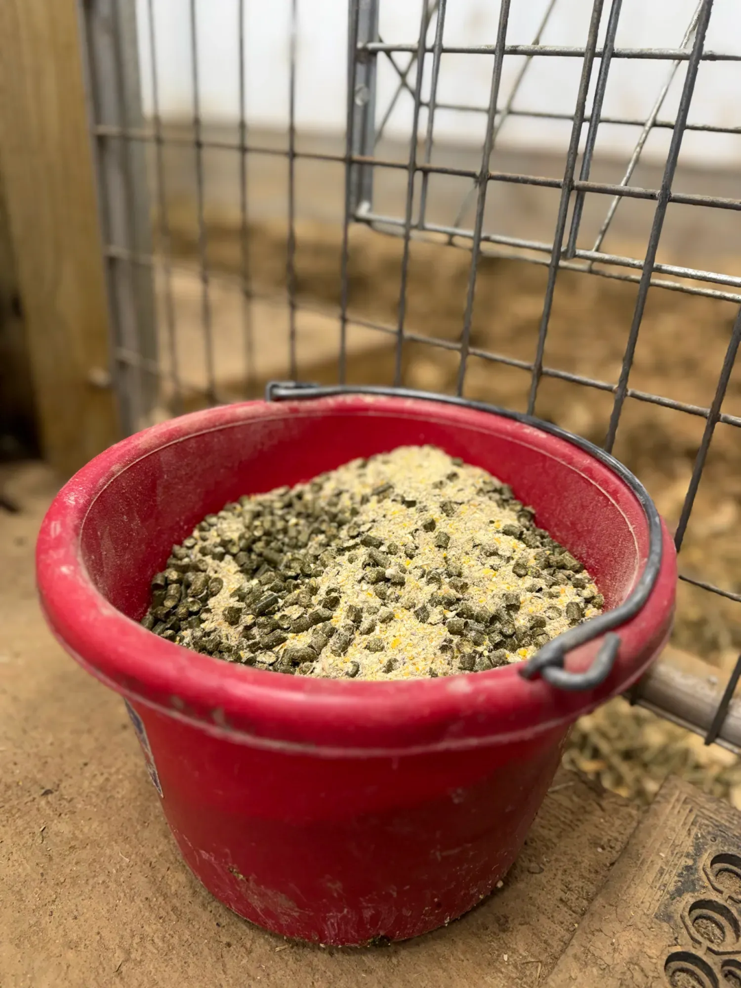 Grain ration for a milking Dexter cow including crushed corn, oats, barley, alfalfa pellets, and black oil sunflower seeds