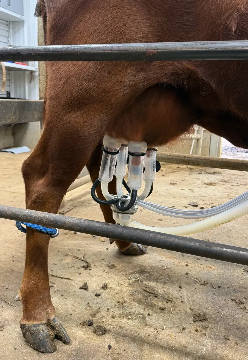 Dexter heifer standing in stanchion with UdderlyEZ bottles attached during first day of milking training.