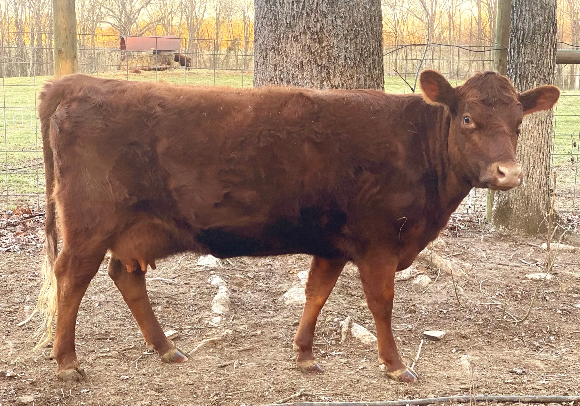 Balanced working condition Dexter dairy cow in mid-lactation producing approximately 4 gallons per day