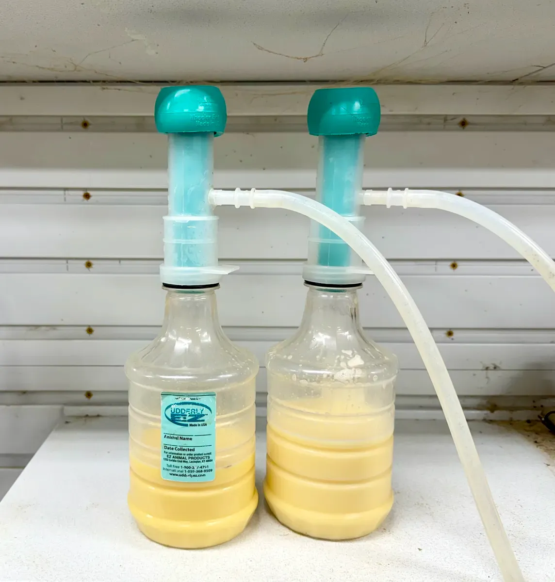 Two UdderlyEZ bottles collecting fresh Dexter cow milk through silicone tubing connected to the milking system.