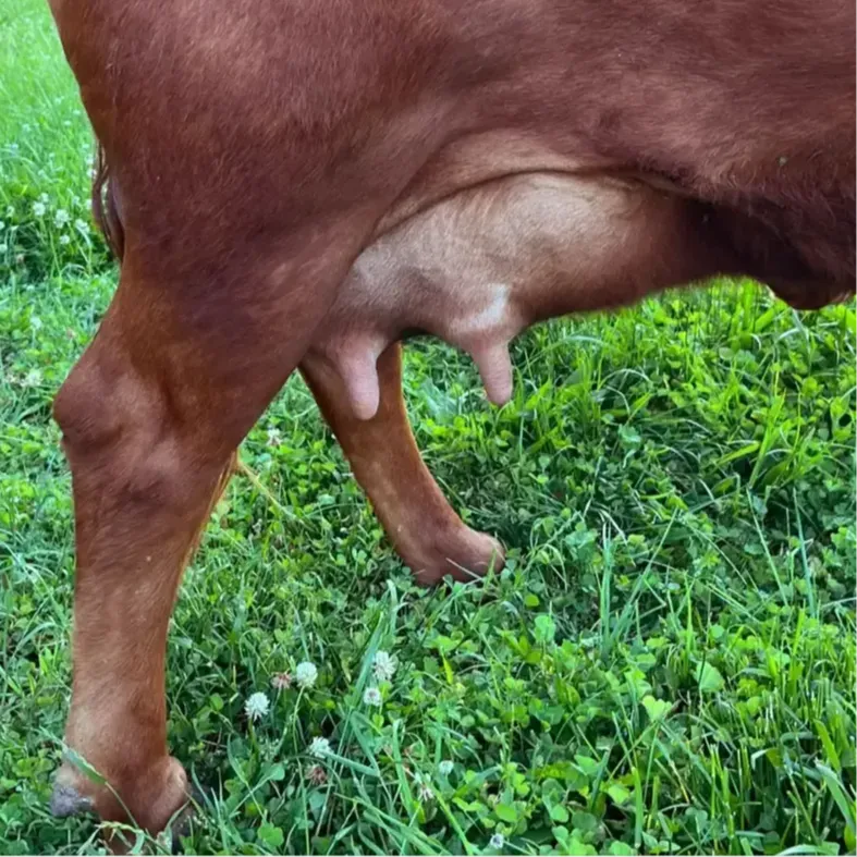 Side view of a Dexter dairy cow with high rear udder attachment, strong fore udder, and well-defined medial suspensory ligament, demonstrating excellent udder structure.
