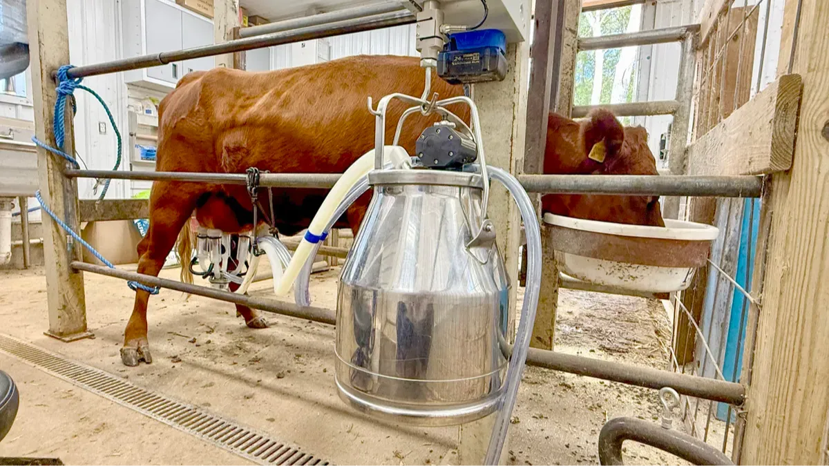 Dexter heifer in stanchion during first milking with UdderlyEZ bottles attached while she eats calmly from a feed pan.