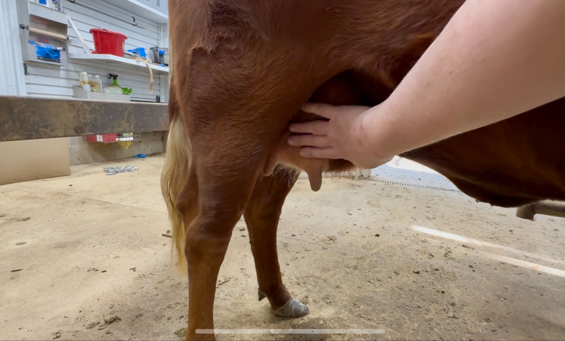 Farmer in pasture gently handling a young Dexter heifer’s udder to build trust and prepare her for future milking.