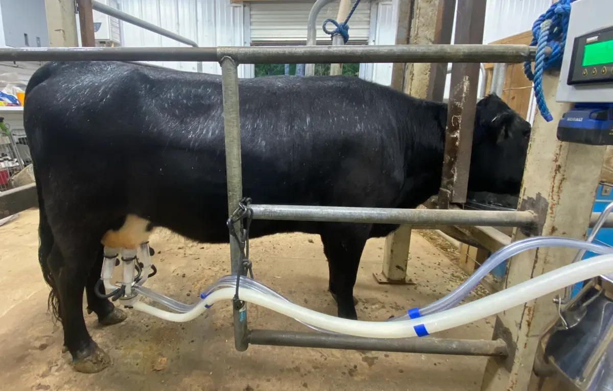 Dexter milk cow standing calmly in a milking stanchion with milking machine attached, demonstrating steady temperament during milking.