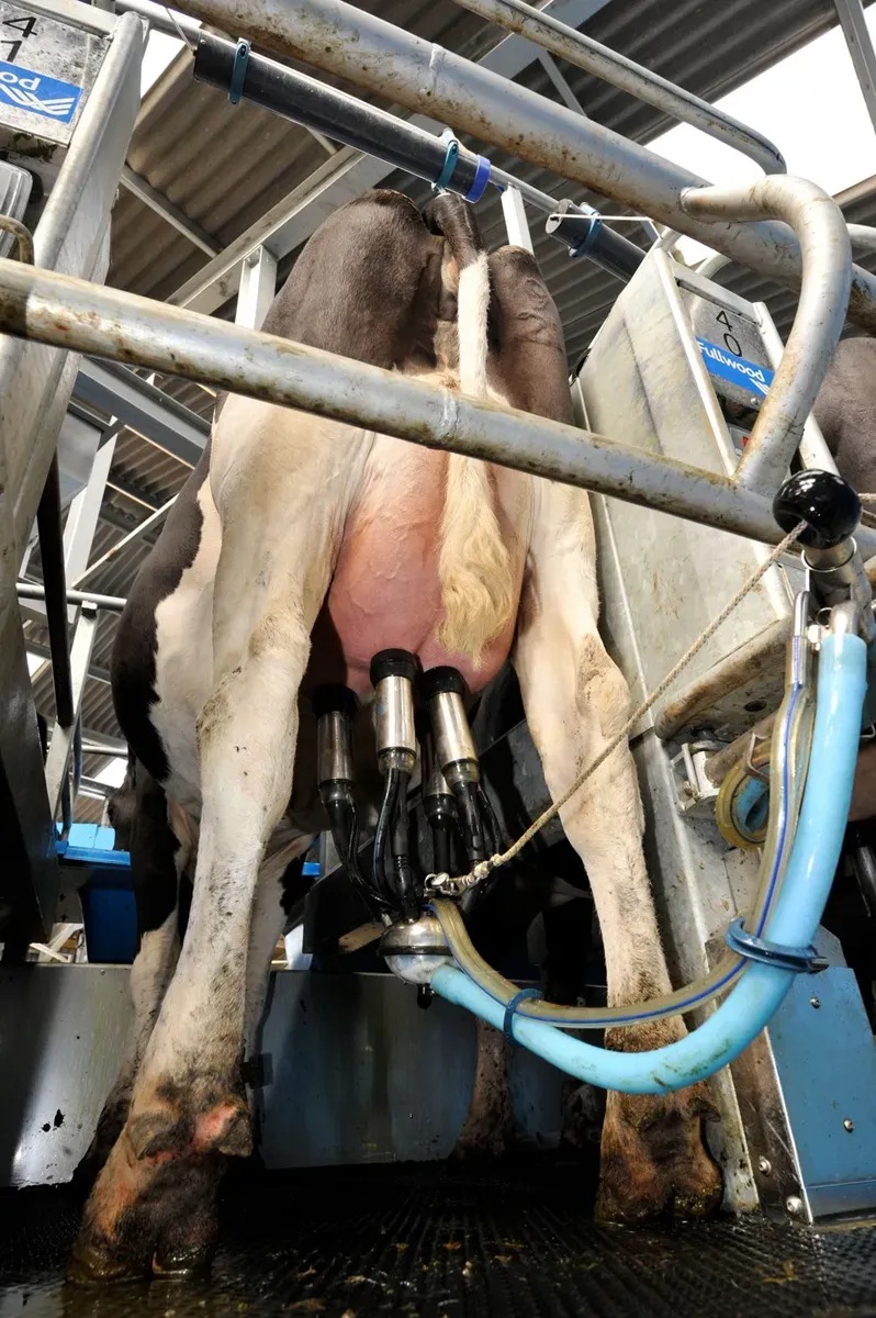 Automatic milking cluster attached to a cow’s udder in a rotary milking parlor