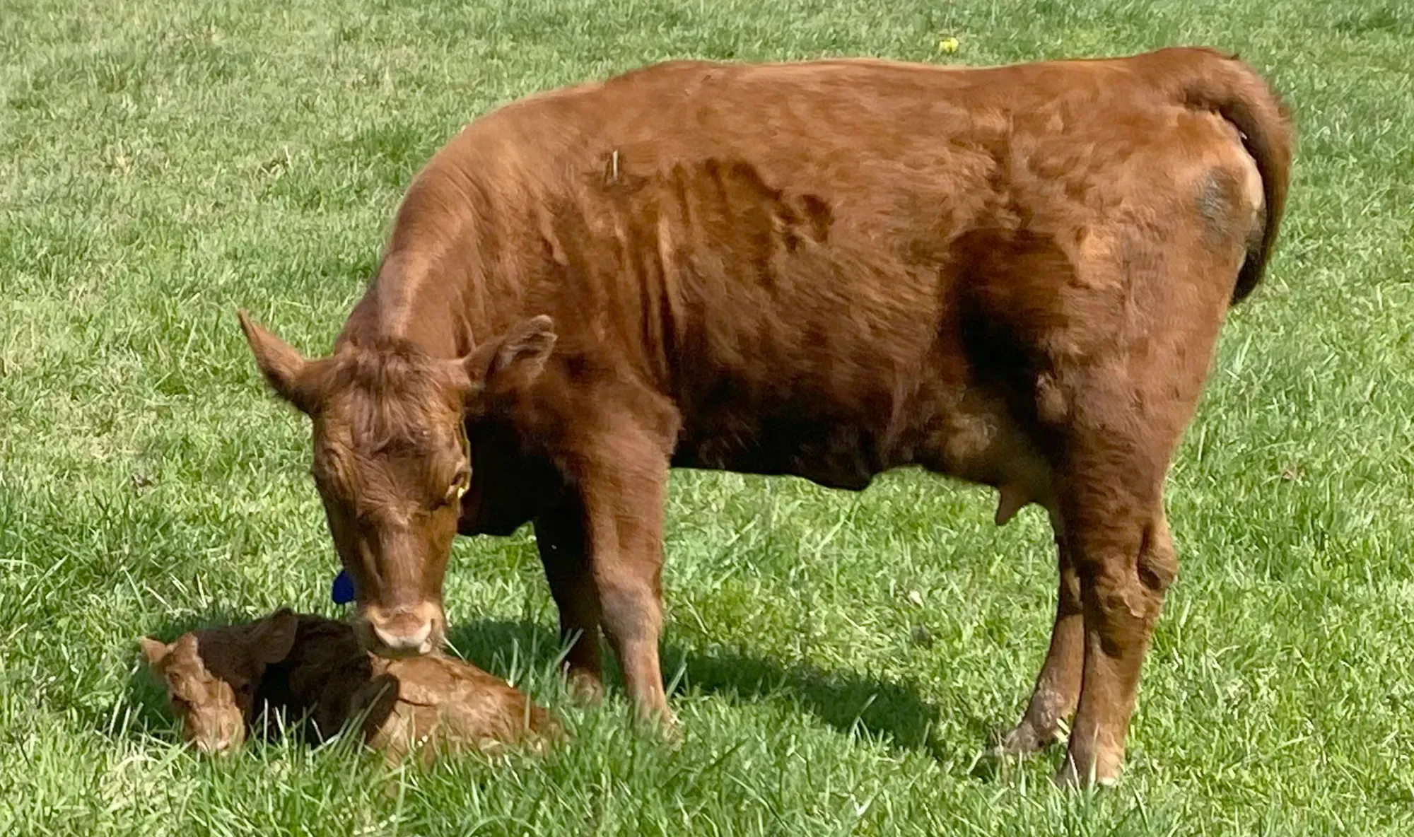 Dexter cow on day of calving standing over newborn calf in pasture, full-bodied condition at freshening