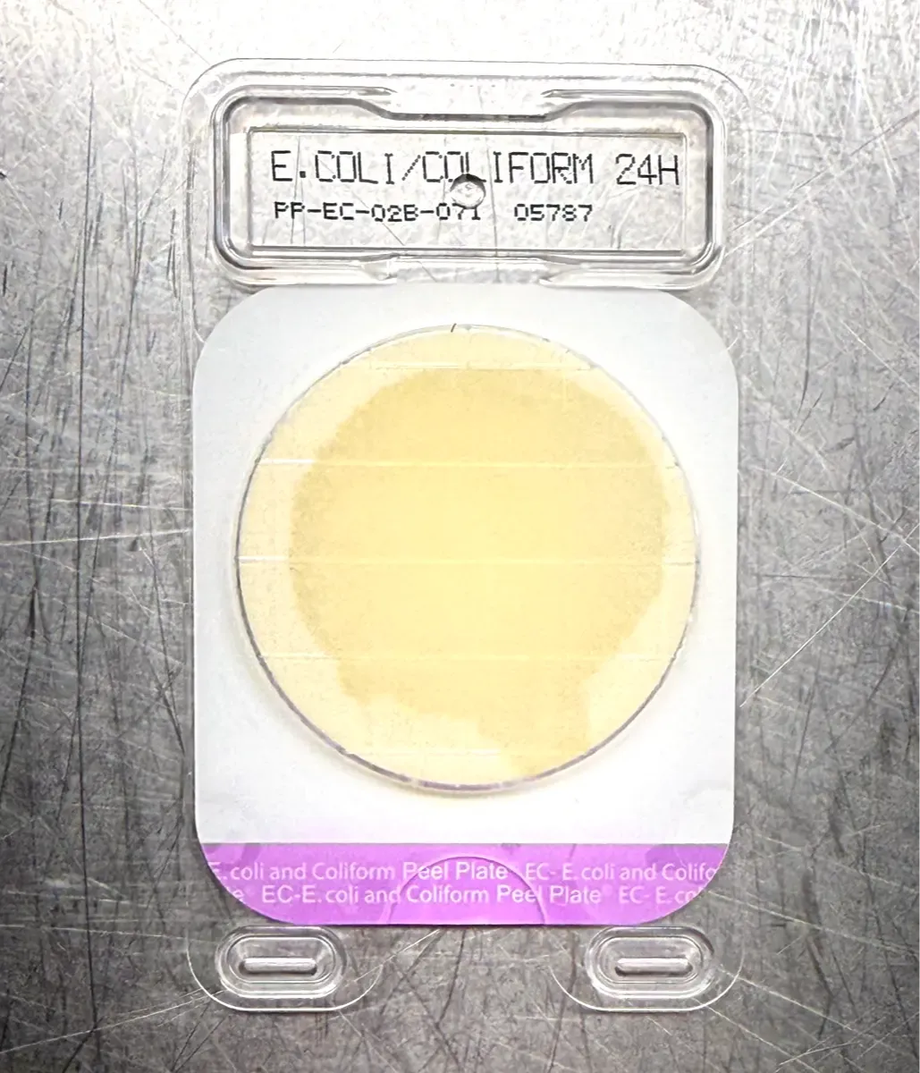 E. coli / Coliform 24-hour Petrifilm plate showing a clean, clear result — visible proof that raw milk sanitation at Mountain Heritage Farm is working exactly as it should.