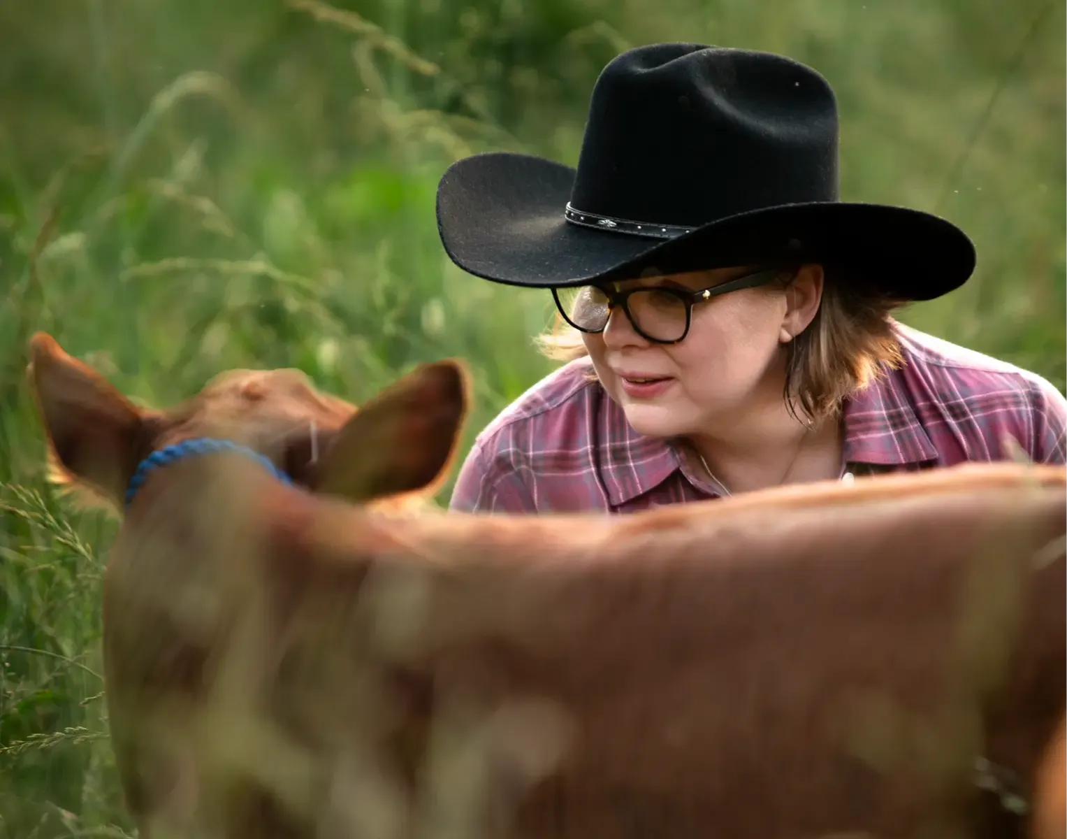 Farmer at Mountain Heritage Farm working closely with a young Dexter calf — hands-on handling builds calm temperaments and family-ready cows.