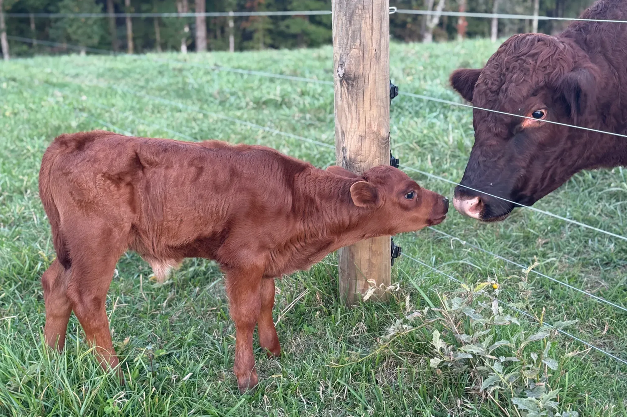 New calf making nose-to-nose contact across a fence line, illustrating disease exposure risk when introducing new cattle to a herd.
