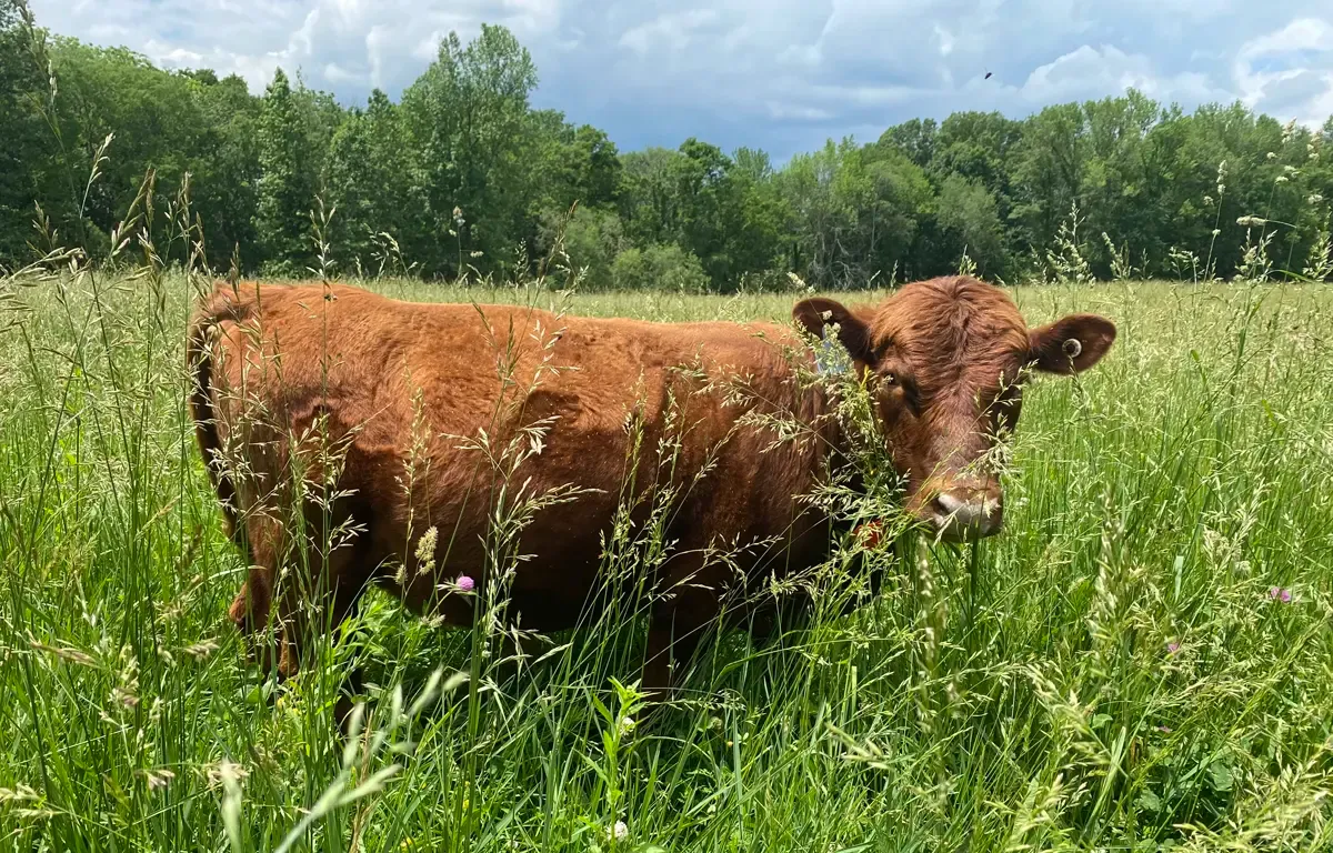 Dexter cow grazing in tall, lush spring pasture grass illustrating seasonal forage quality for dairy cows