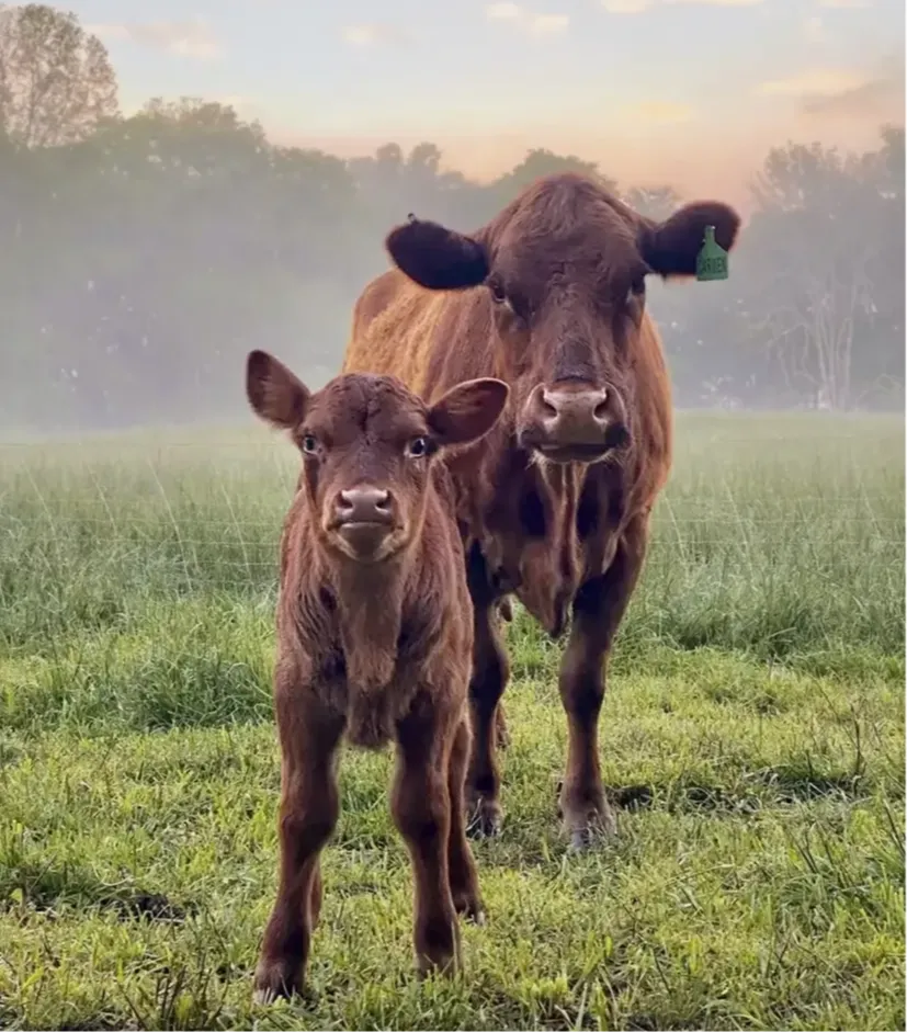 Dexter milk cow and calf in pasture, symbolizing multi-generation milk production and intentional dairy breeding.