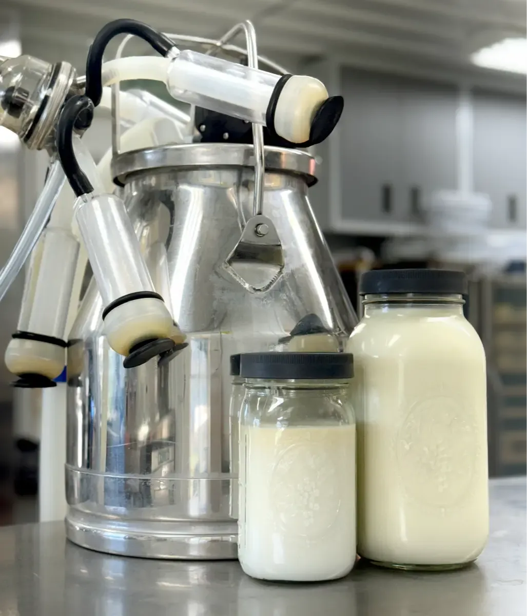 Fresh raw milk in glass jars beside a stainless steel milking bucket at Mountain Heritage Farm — the final proof of clean, careful, on-farm testing.