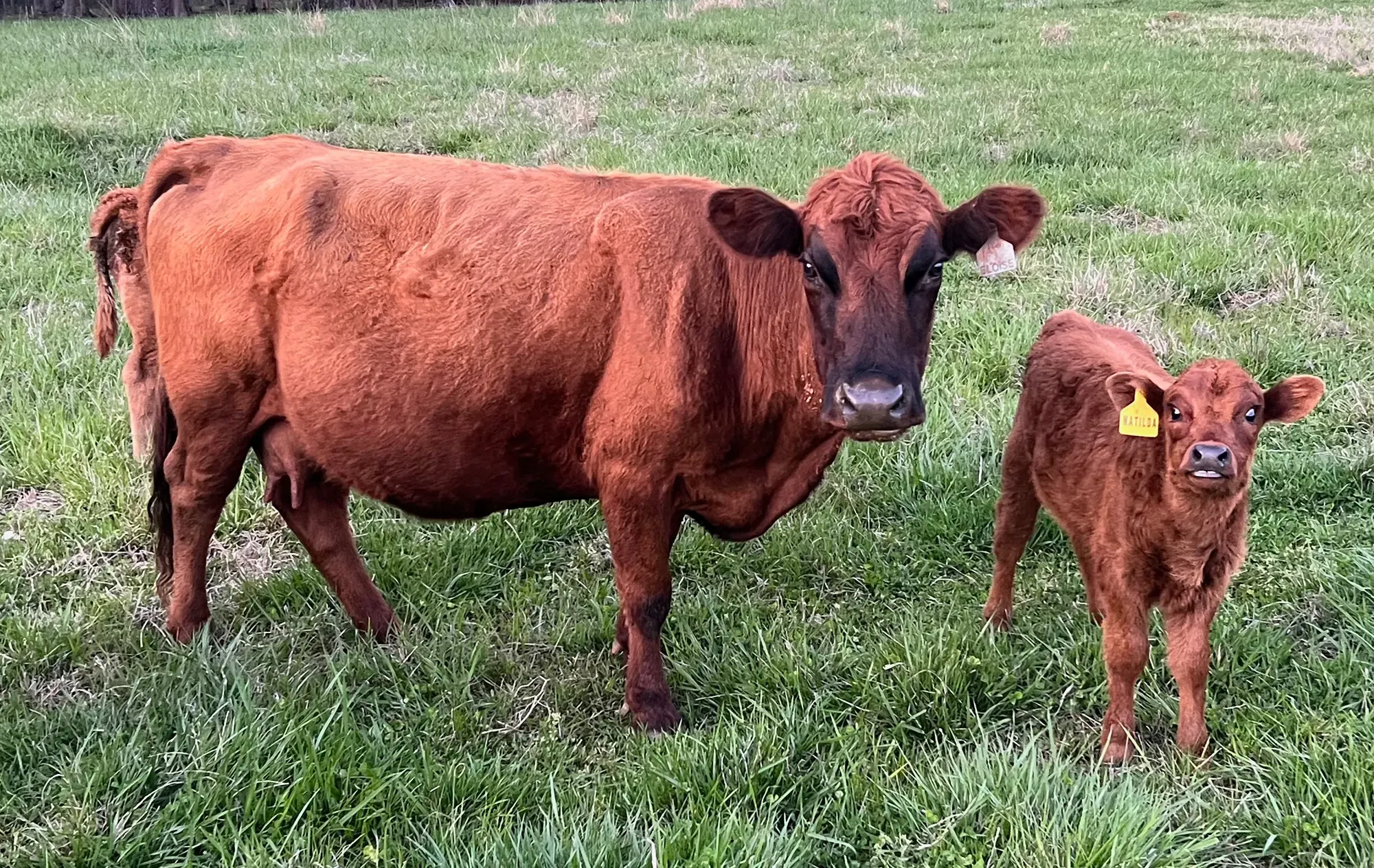 Sixteen-year-old Dexter cow in moderate body condition nursing a three-month-old calf in pasture