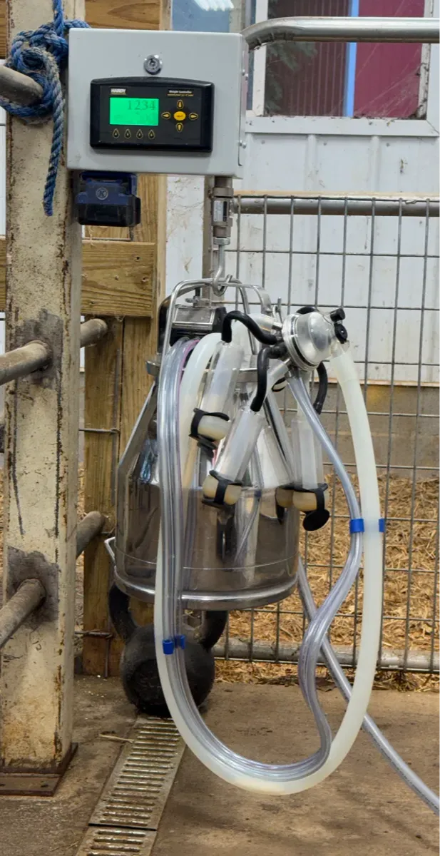 Modern milking setup at Mountain Heritage Farm showing a stainless steel milking bucket with attached claw and pulsation lines beneath a digital milk scale mounted on the stanchion.