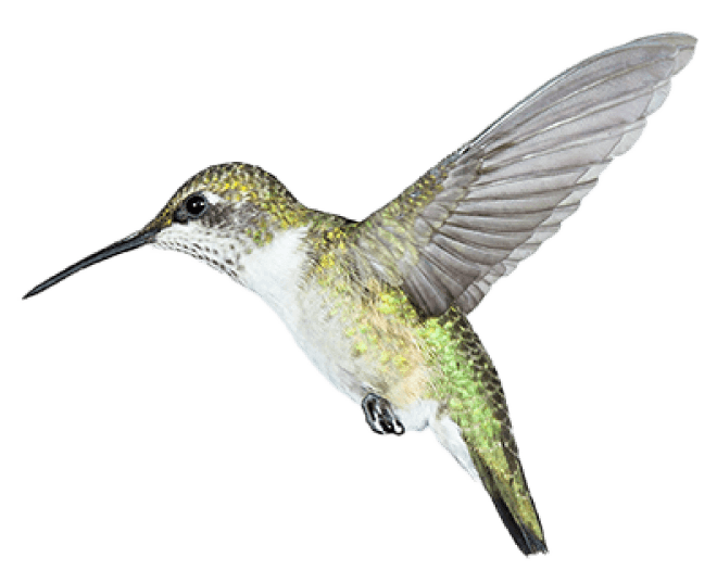 Green colored hummingbird pictured facing left, hovering with its wings upward from the side. 