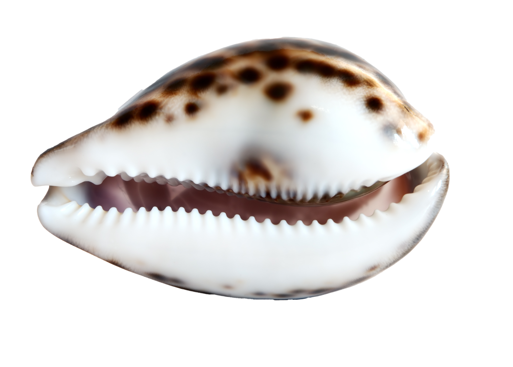 A white cowrie shell with brown speckled top is sitting on its side so the opening is facing forward. 