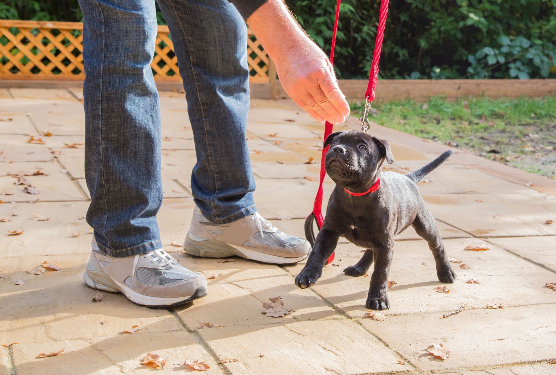 Dog walking certification. Do you need it?