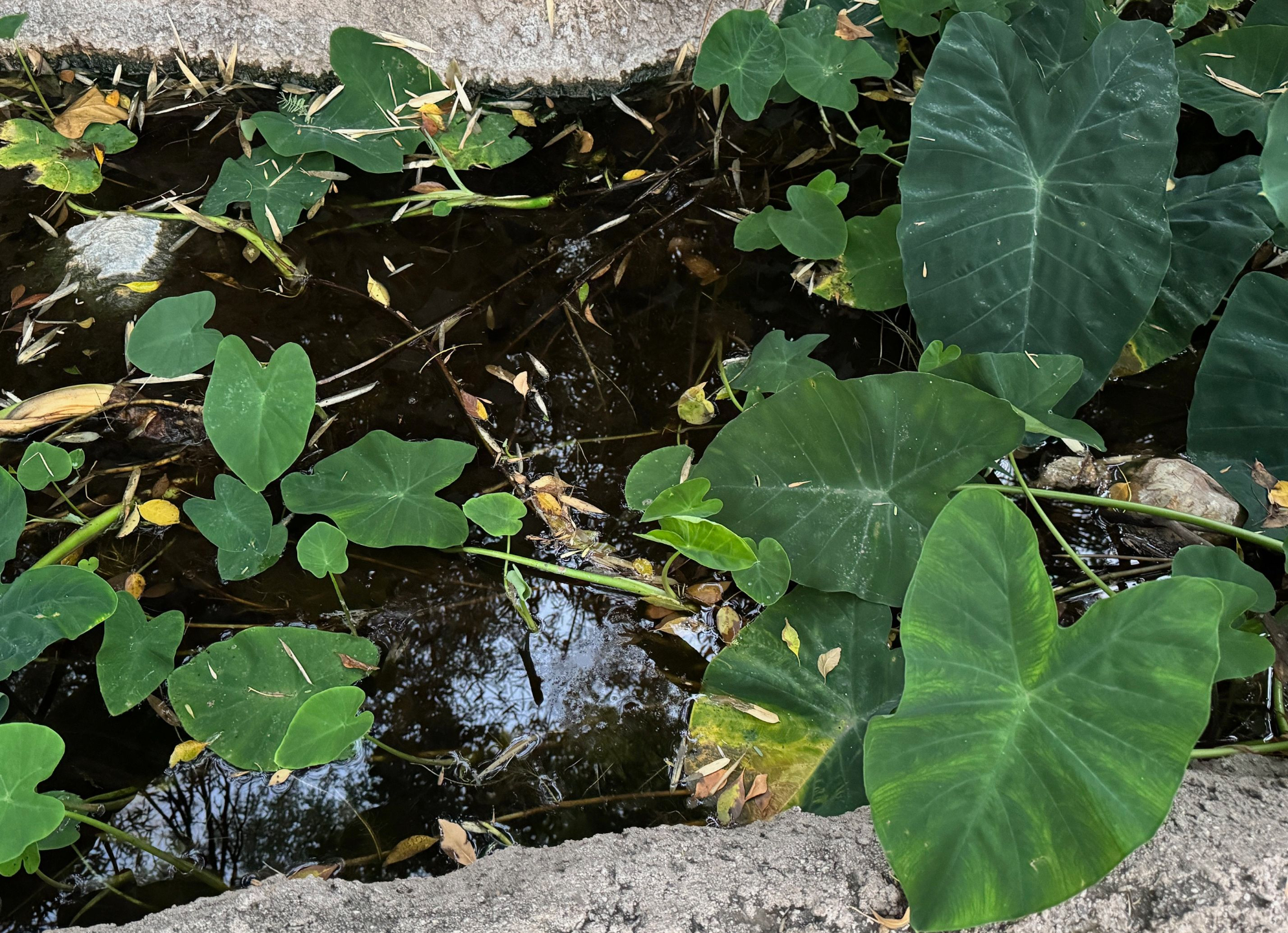 Heart-shaped leaves growing out of a pond
