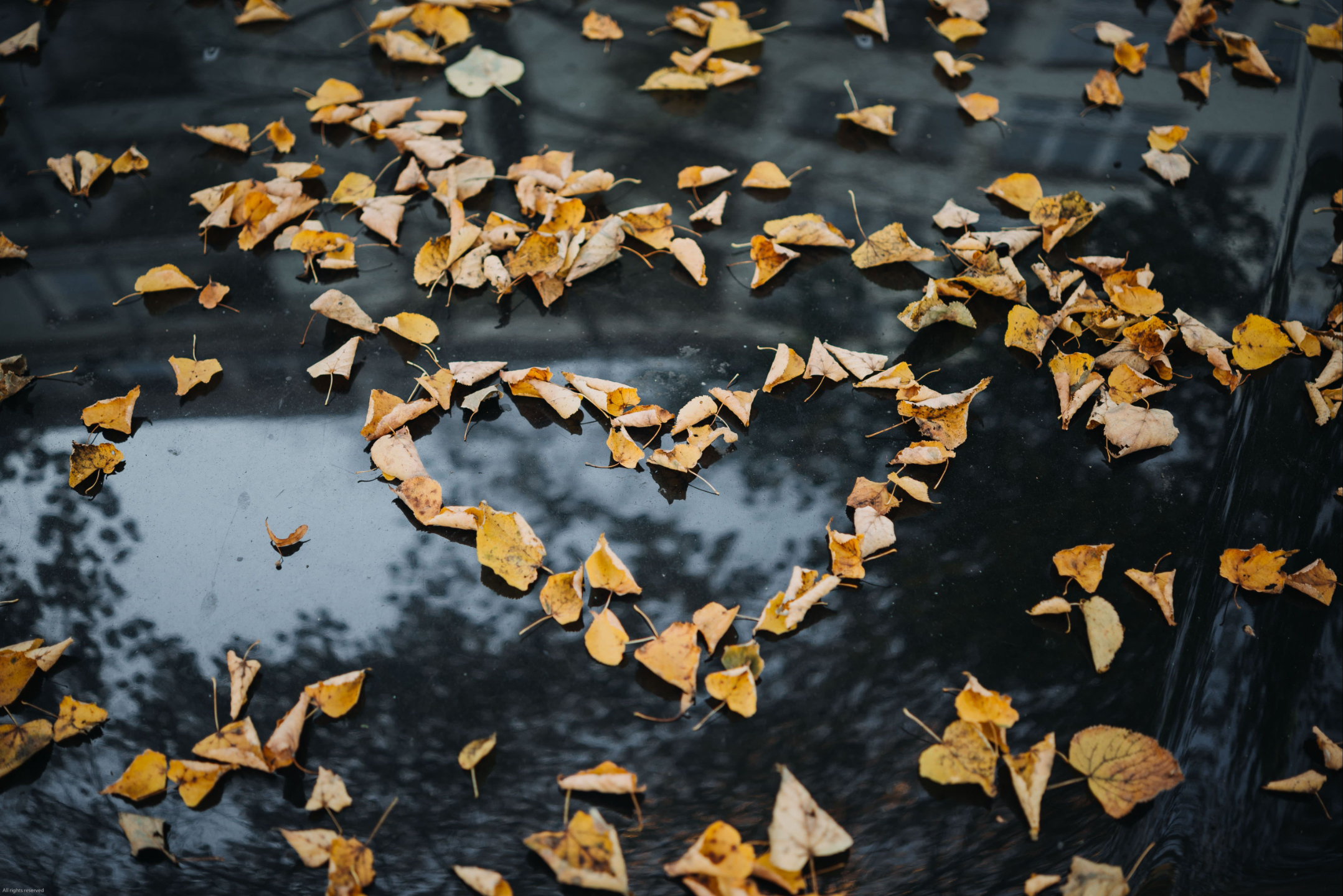 Heart-shaped leaves growing out of a pond