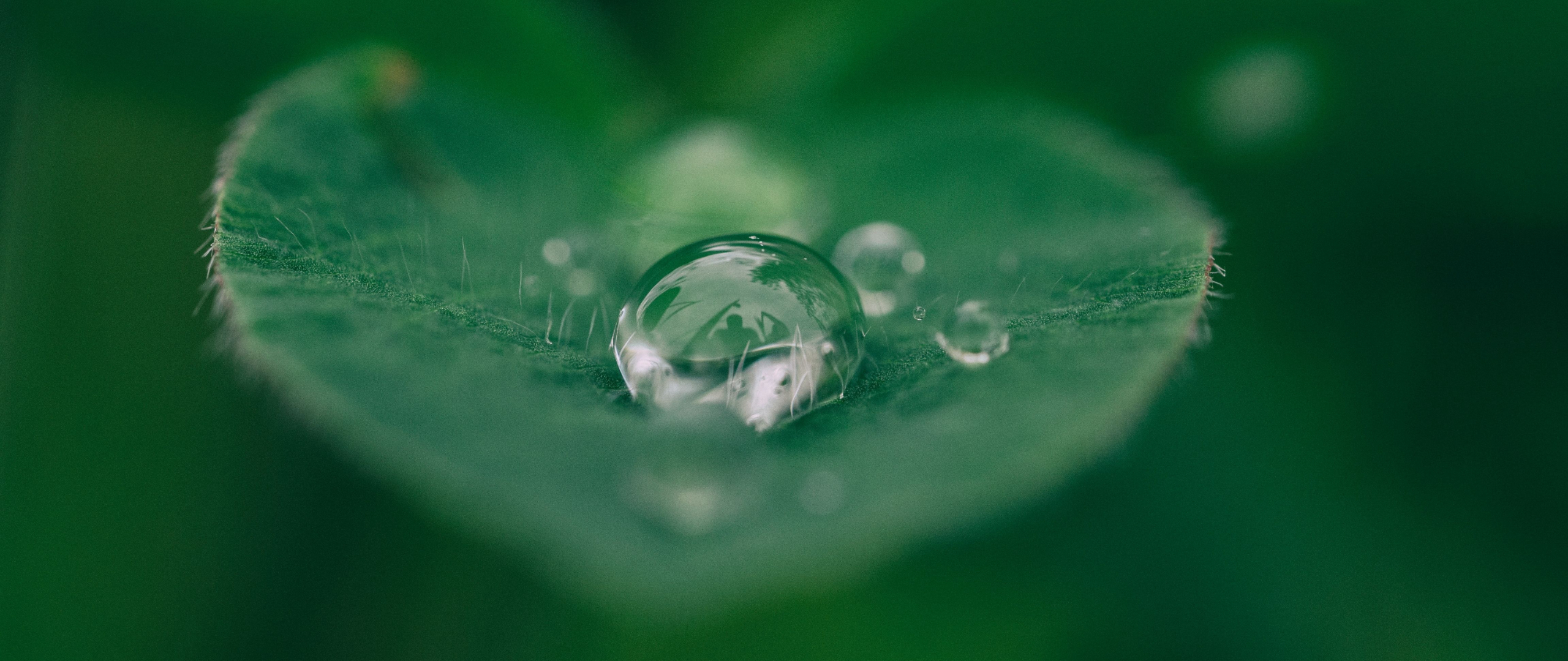Heart-shaped leaf with a drop of dew atop