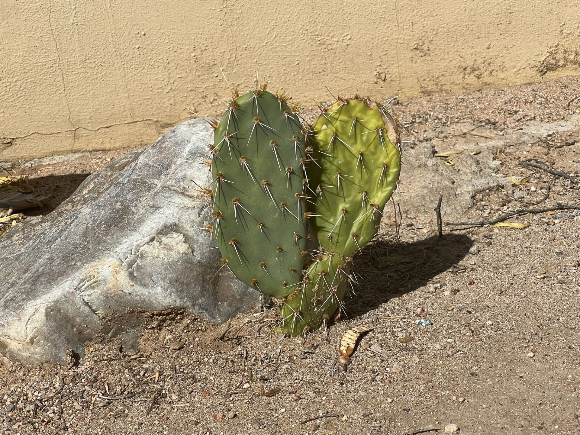 heart-shaped cactus