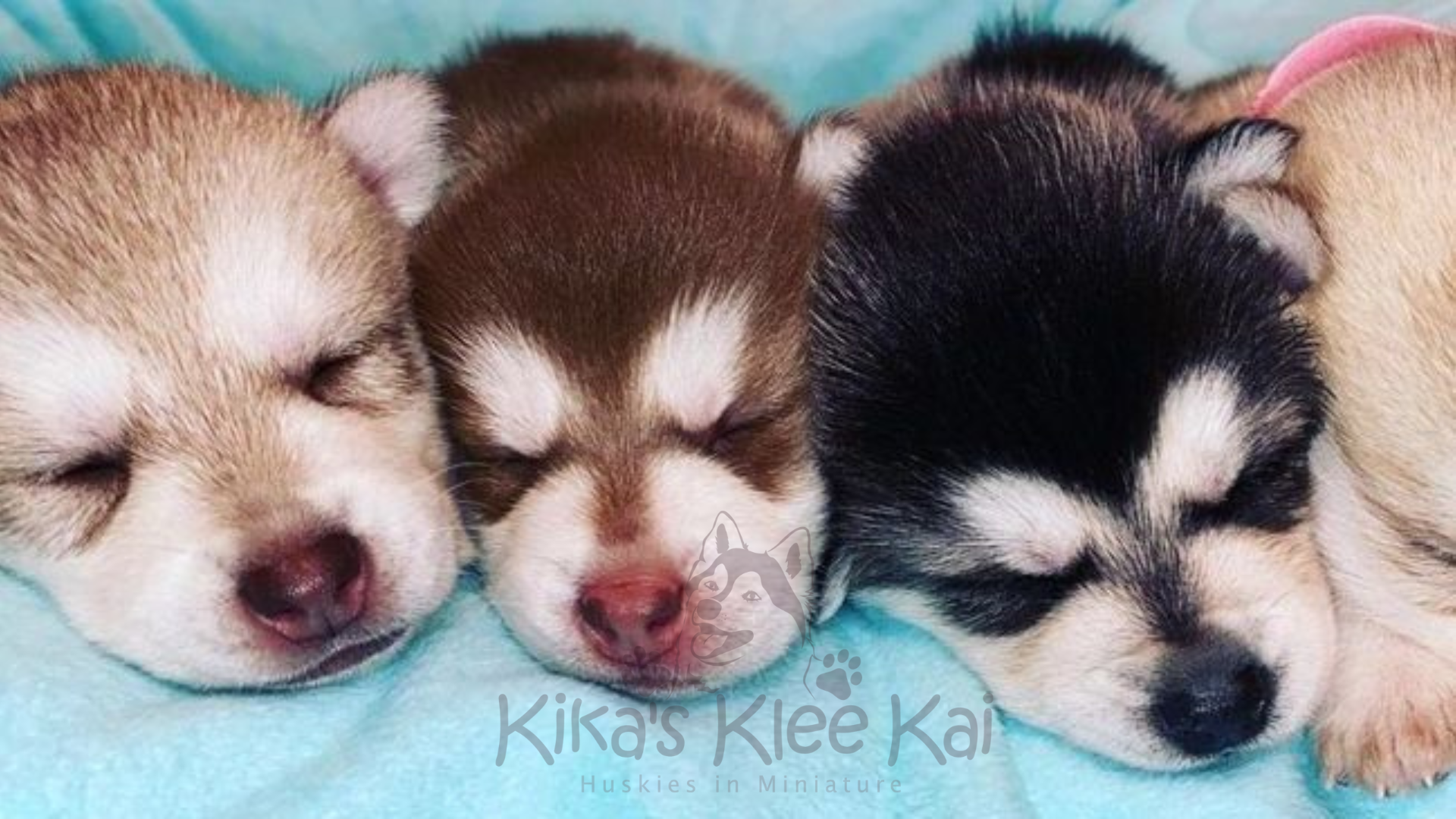 Adopting an Alaskan Klee Kai puppy in Southern California puppies sleeping