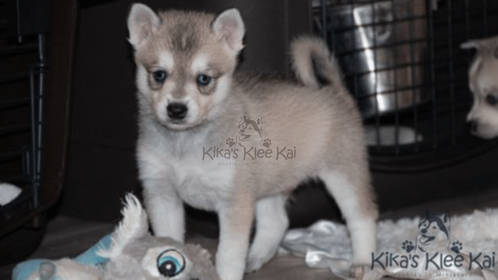 Alaskan Klee Kai puppy in Southern California Crate Training