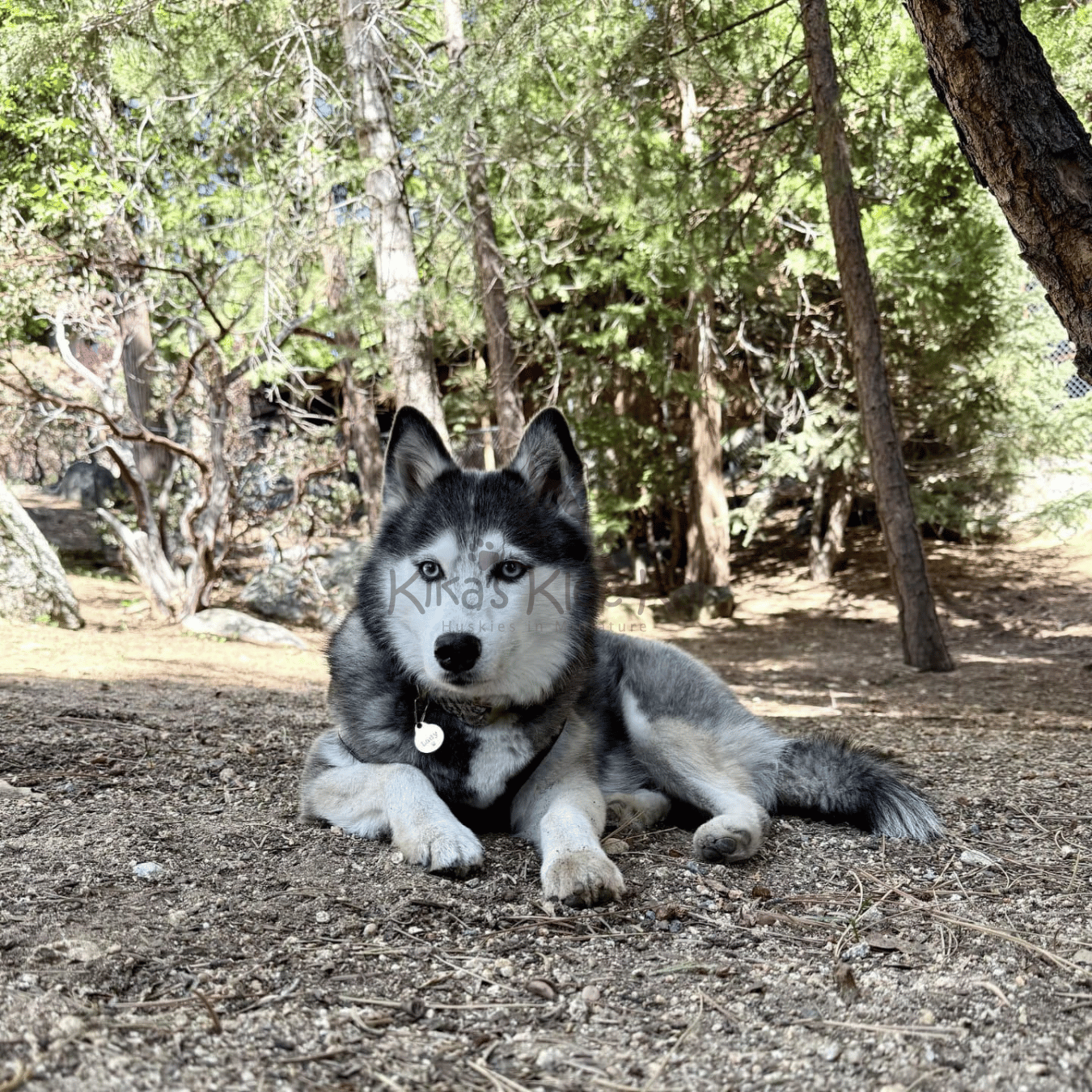 Alaskan Klee Kai puppy in Southern California Reviews and Testimonials