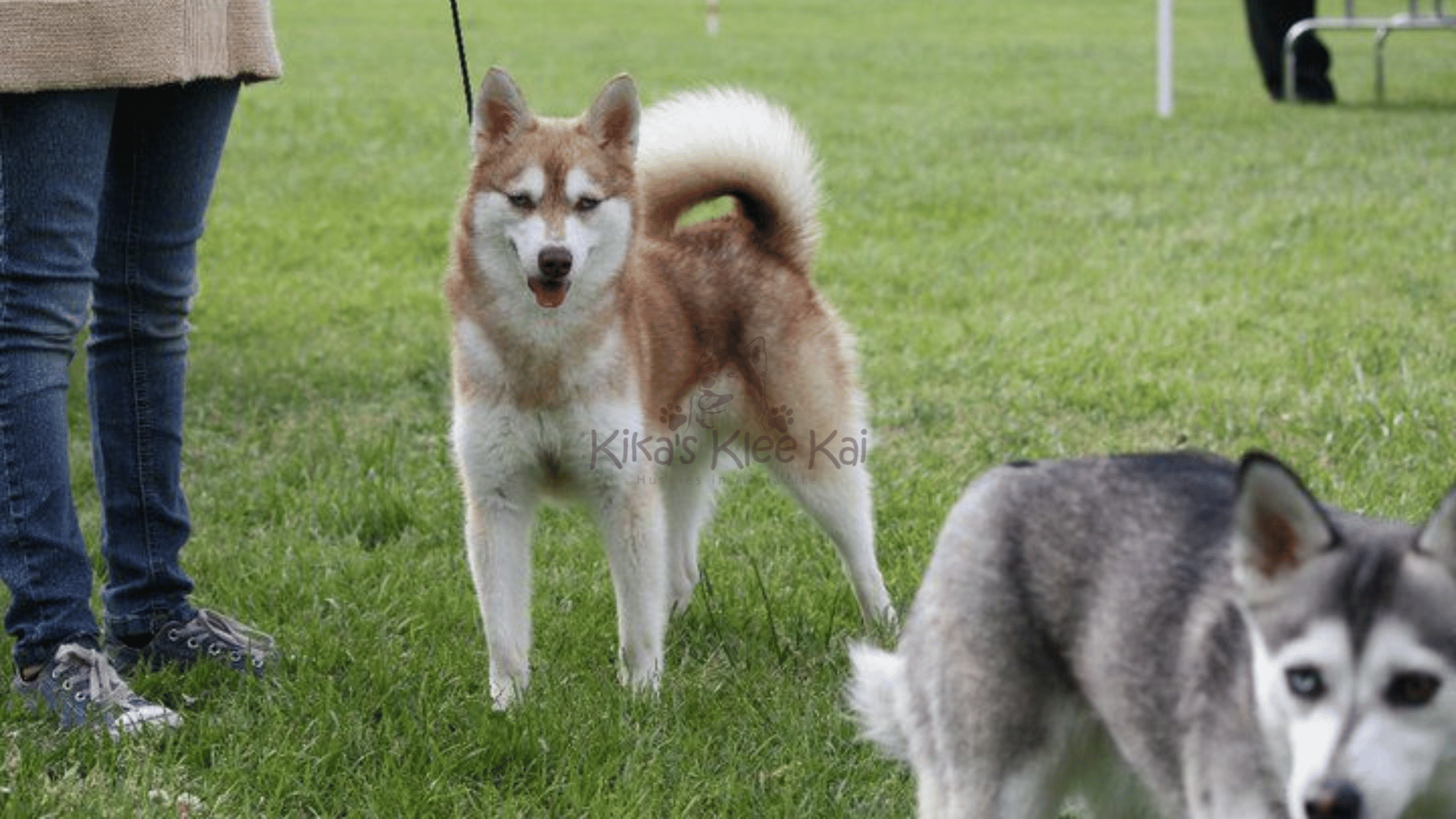 Common Misconceptions About Alaskan Klee Kai