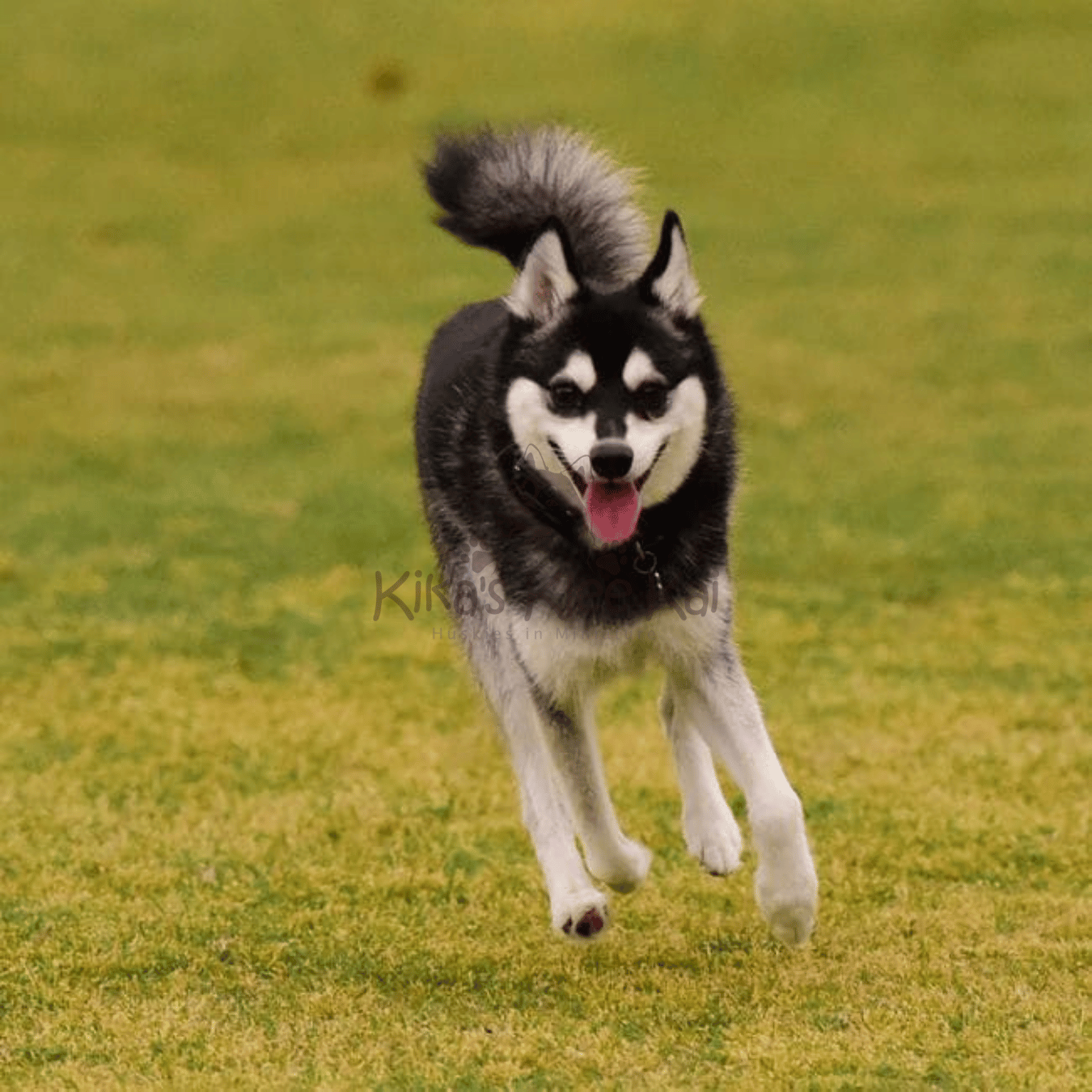 How To Check If Your Alaskan Klee Kai Is UKC Certified