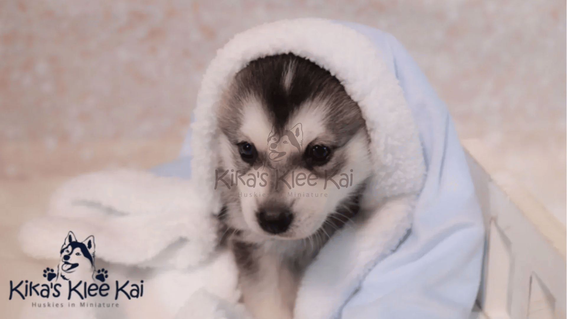 Supplies To Prepare For Your Alaskan Klee Kai Dog