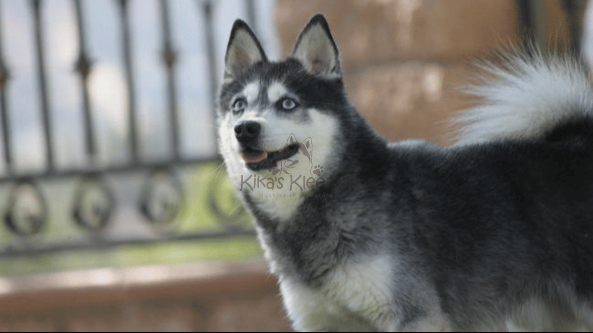 Supplies To Prepare For Your Alaskan Klee Kai Dog