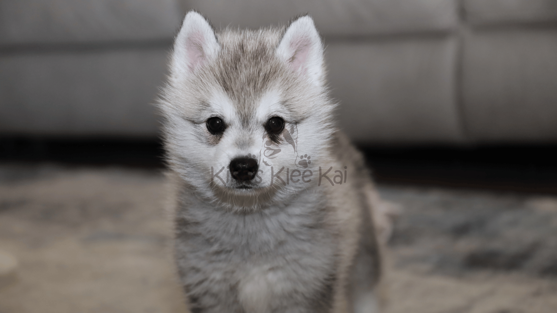Alaskan Klee Kai puppies in Southern California