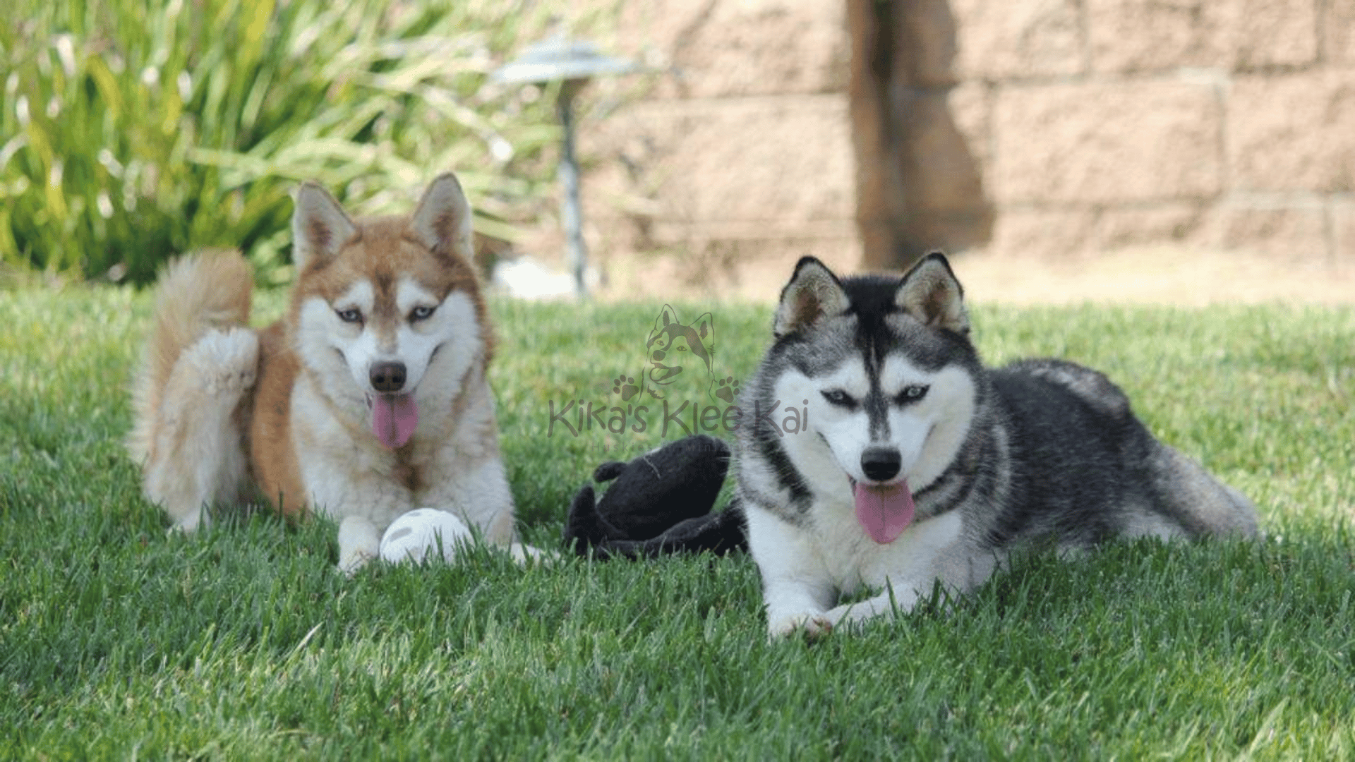 Coat colors of Alaskan Klee Kai puppy in Southern California
