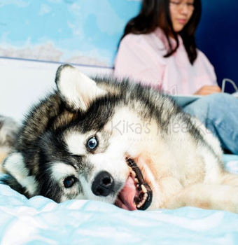 Alaskan Klee Kai puppy in Southern California