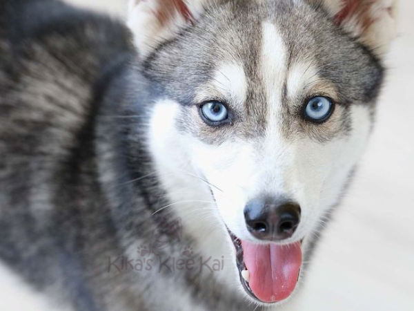 Alaskan Klee Kai puppy in Southern California body language