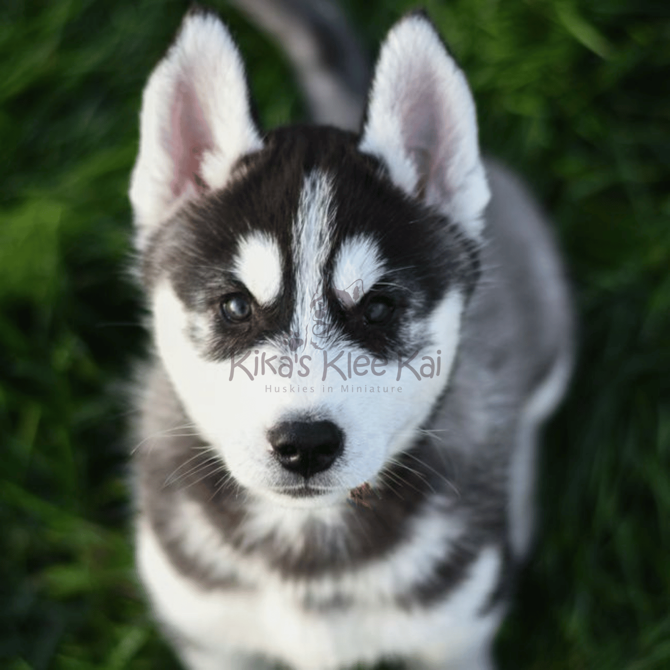 Building a Strong Bond with Your Alaskan Klee Kai puppy in Southern California