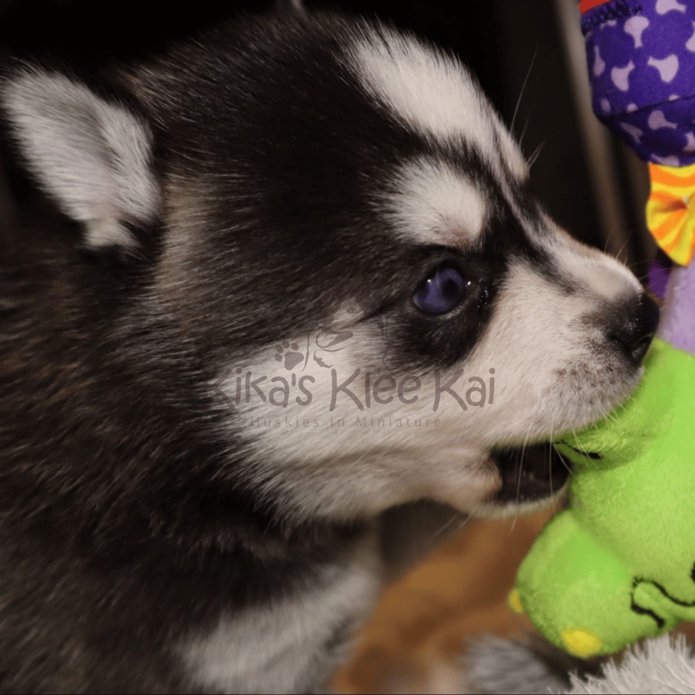 Alaskan Klee Kai puppy in Southern California airline and travel tips