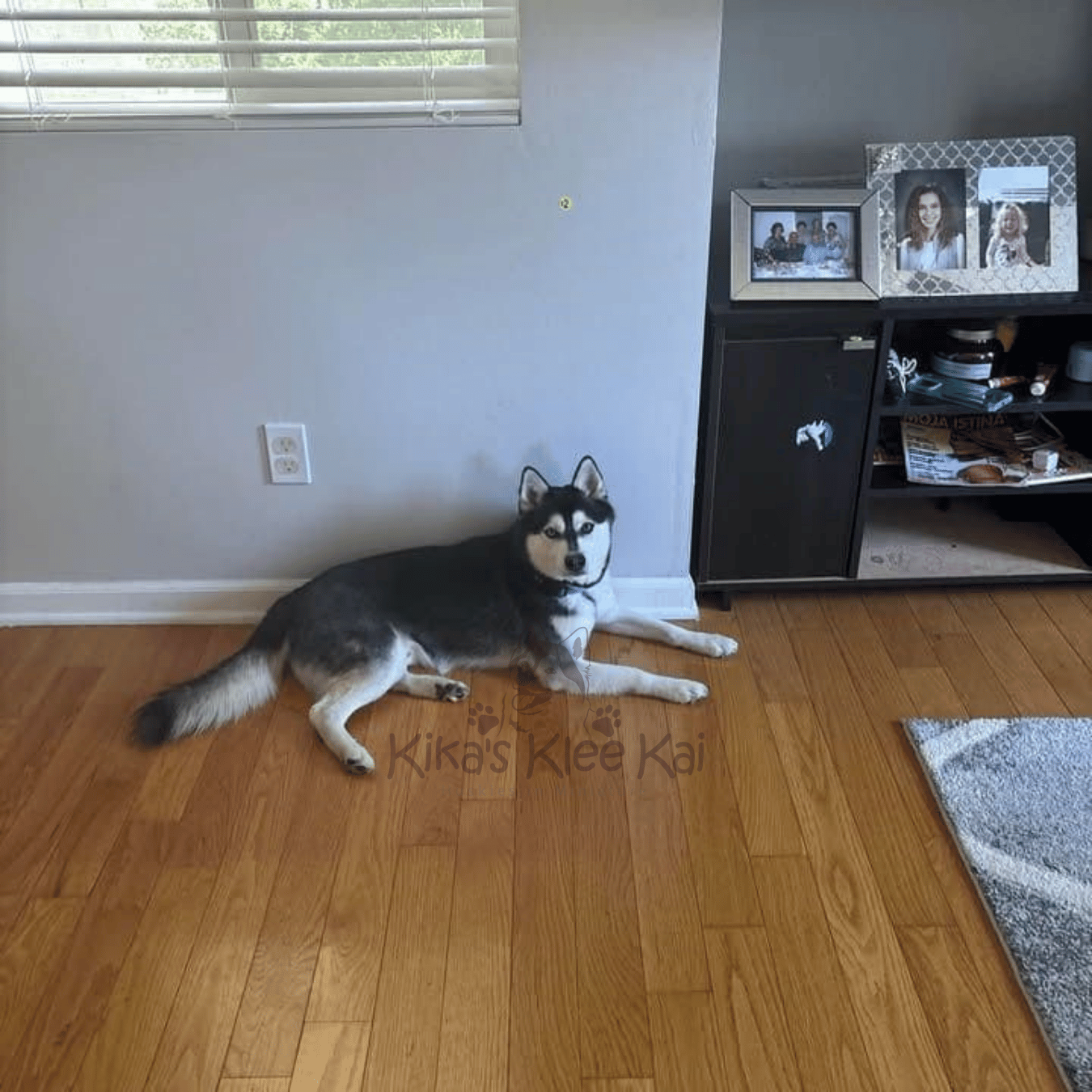 Alaskan Klee Kai puppy in Southern California Reviews and Testimonials