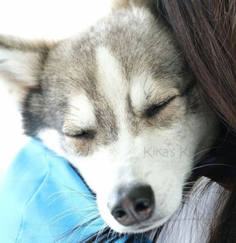 Alaskan Klee Kai puppy in Southern California
