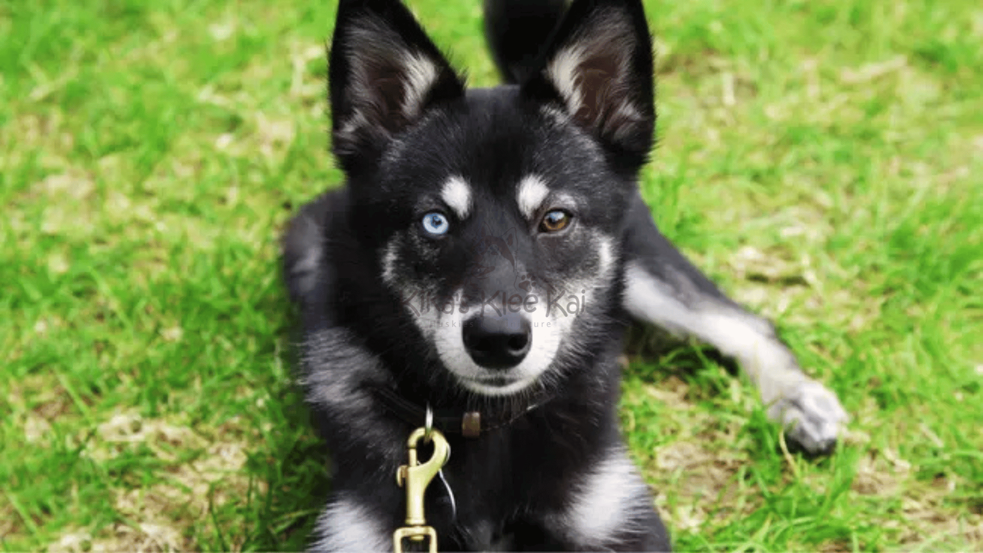 Alaskan Klee Kai Dogs Good Family Pets
