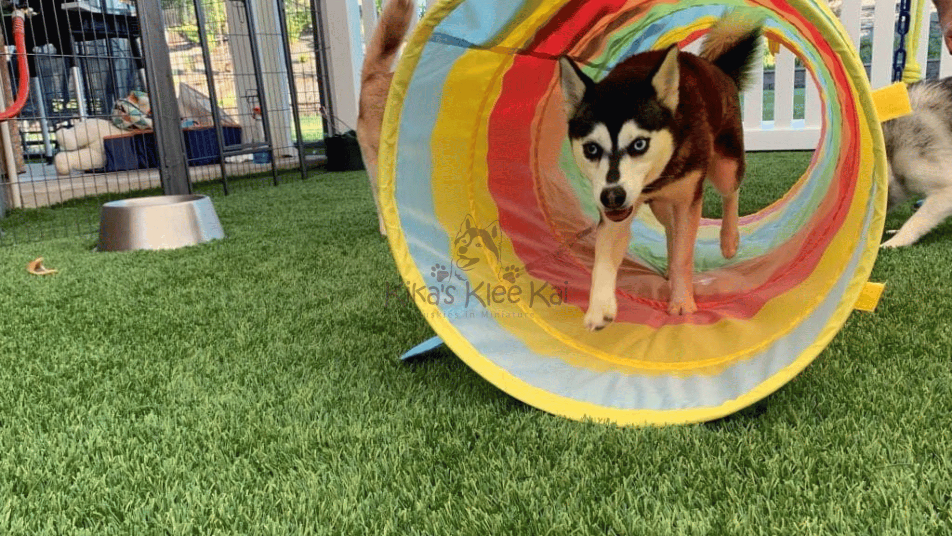 Living with Multiple Alaskan Klee Kai in Southern California